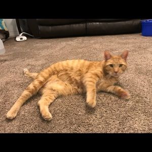 Meet your Posher, Janet